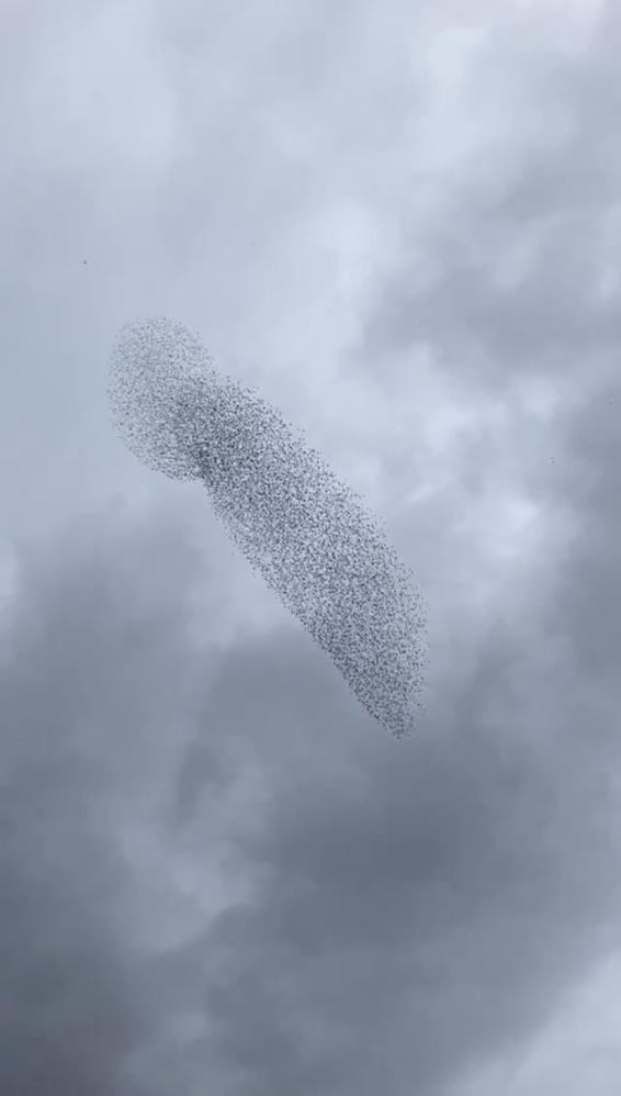 70 kilometre hıza çıktılar gökyüzünde şov yaptılar - Resim : 3