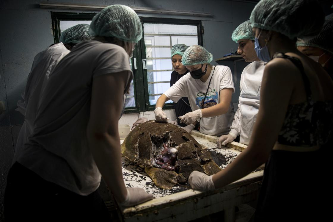 Deniz kaplumbağalarına yeni tehdit - Resim : 1