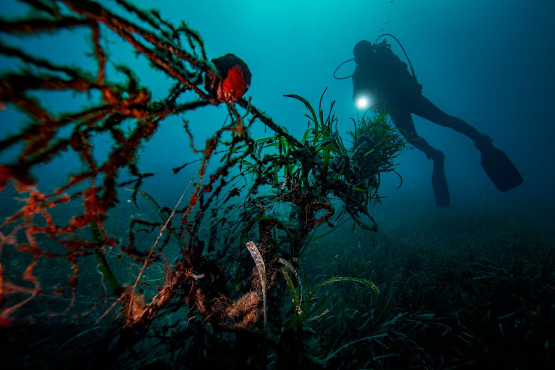 Deniz kaplumbağalarına yeni tehdit - Resim : 2