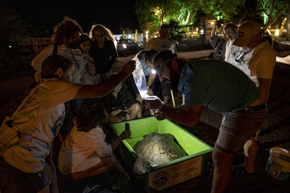 Deniz kaplumbağalarına yeni tehdit - Resim : 3