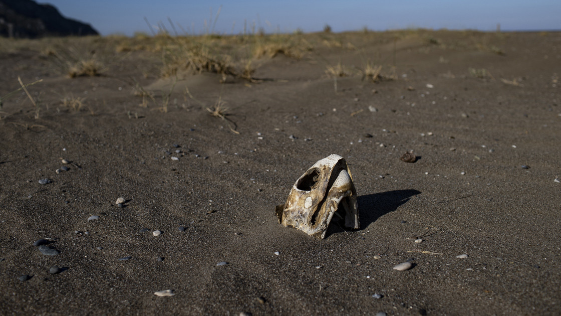 Deniz kaplumbağalarına yeni tehdit - Resim : 6
