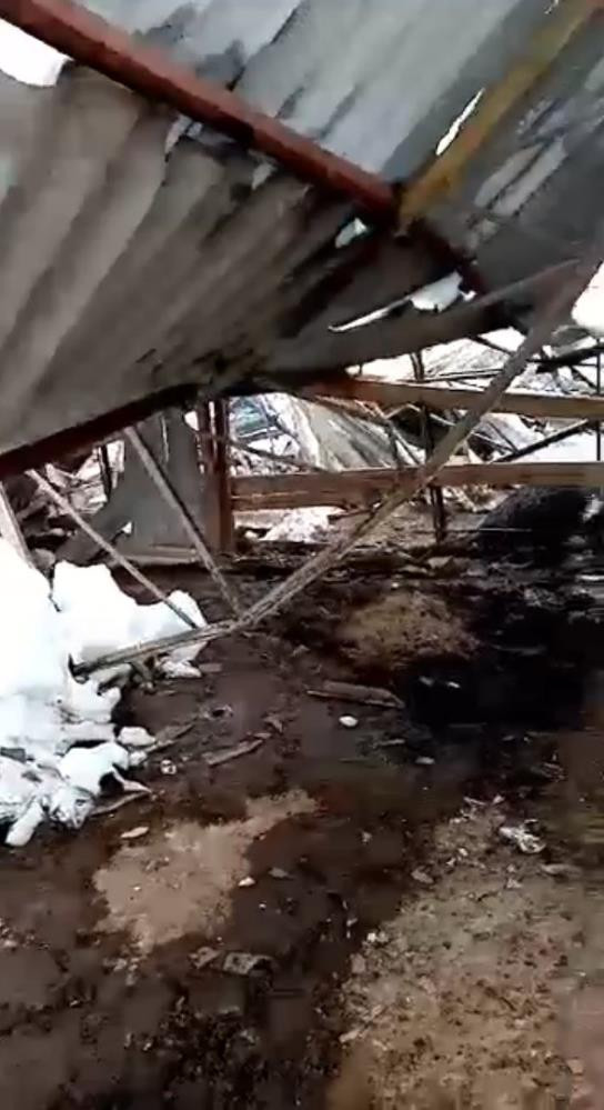 Çatı deve kuşlarının üstüne çöktü - Resim : 1