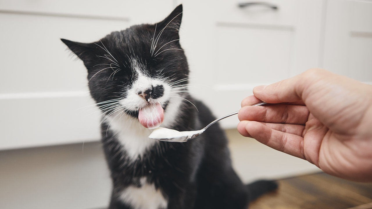 Kedilerinin sağlıklı yaşamasını isteyenler dikkat! Sevimli dostunuza bu 12 yiyeceği verebilirsiniz - Resim : 2