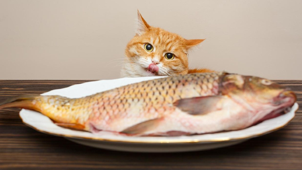 Kedilerinin sağlıklı yaşamasını isteyenler dikkat! Sevimli dostunuza bu 12 yiyeceği verebilirsiniz - Resim : 4