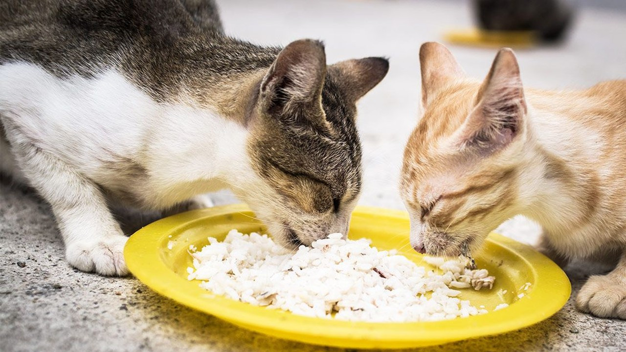 Kedilerinin sağlıklı yaşamasını isteyenler dikkat! Sevimli dostunuza bu 12 yiyeceği verebilirsiniz - Resim : 7