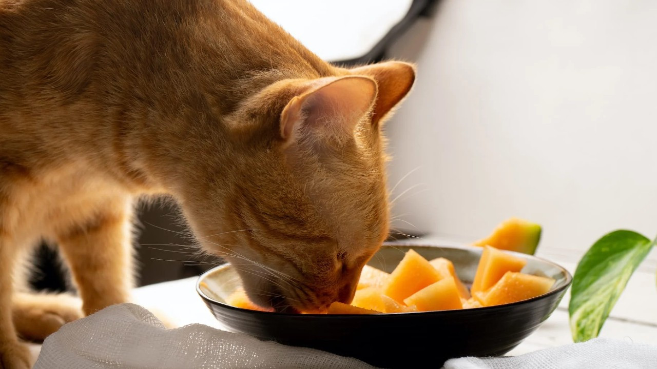 Kedilerinin sağlıklı yaşamasını isteyenler dikkat! Sevimli dostunuza bu 12 yiyeceği verebilirsiniz - Resim : 9