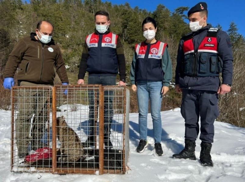 Katil kedi doğaya bırakıldı - Resim : 2