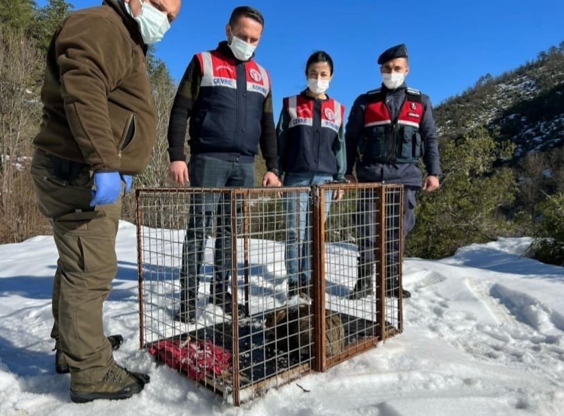 Katil kedi doğaya bırakıldı - Resim : 3