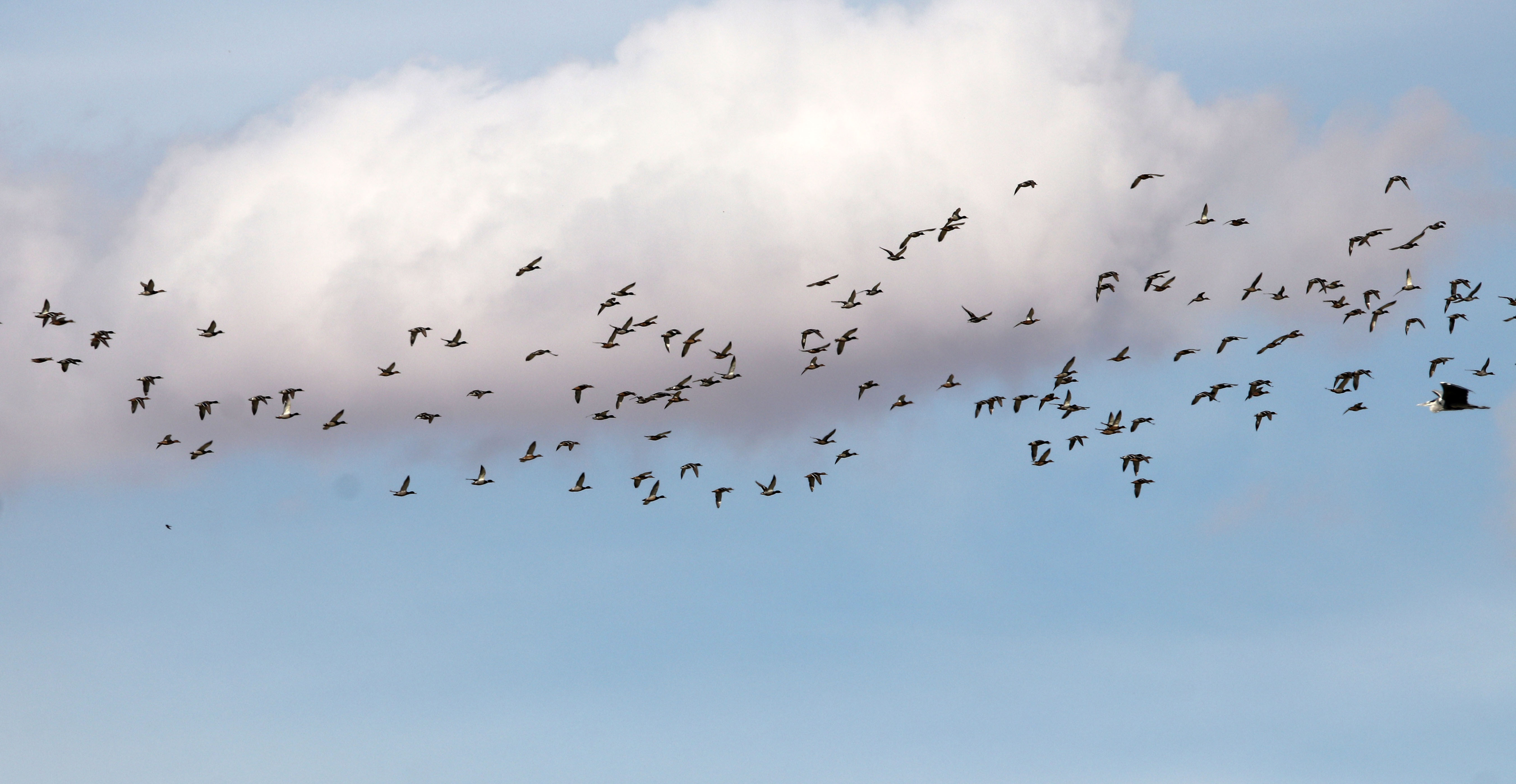 Tamamen kuruyan Avlan Gölü'nde 'su' sevinci! Tamamen kurumuş hayvanlar otluyordu… - Resim : 1