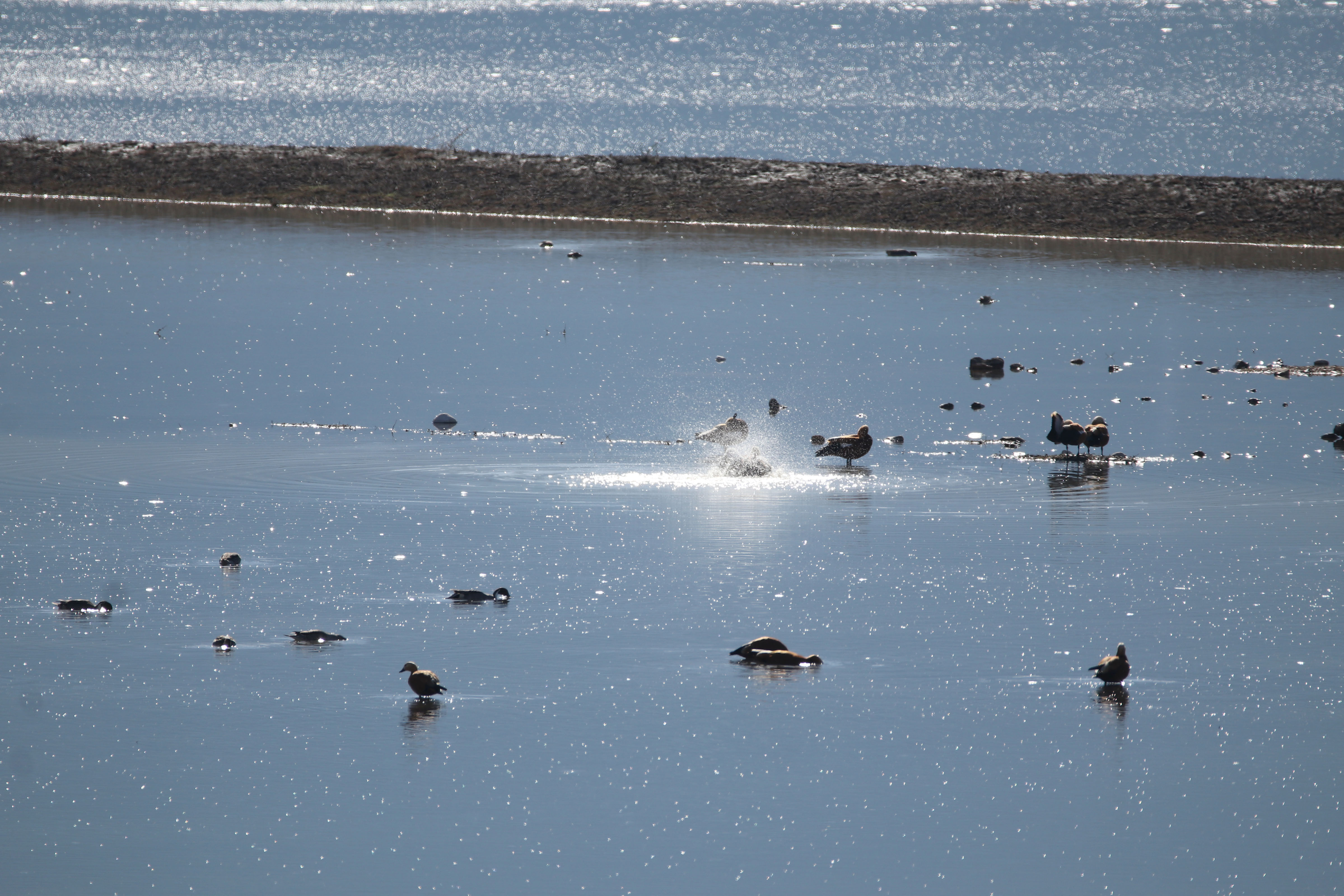 Tamamen kuruyan Avlan Gölü'nde 'su' sevinci! Tamamen kurumuş hayvanlar otluyordu… - Resim : 7