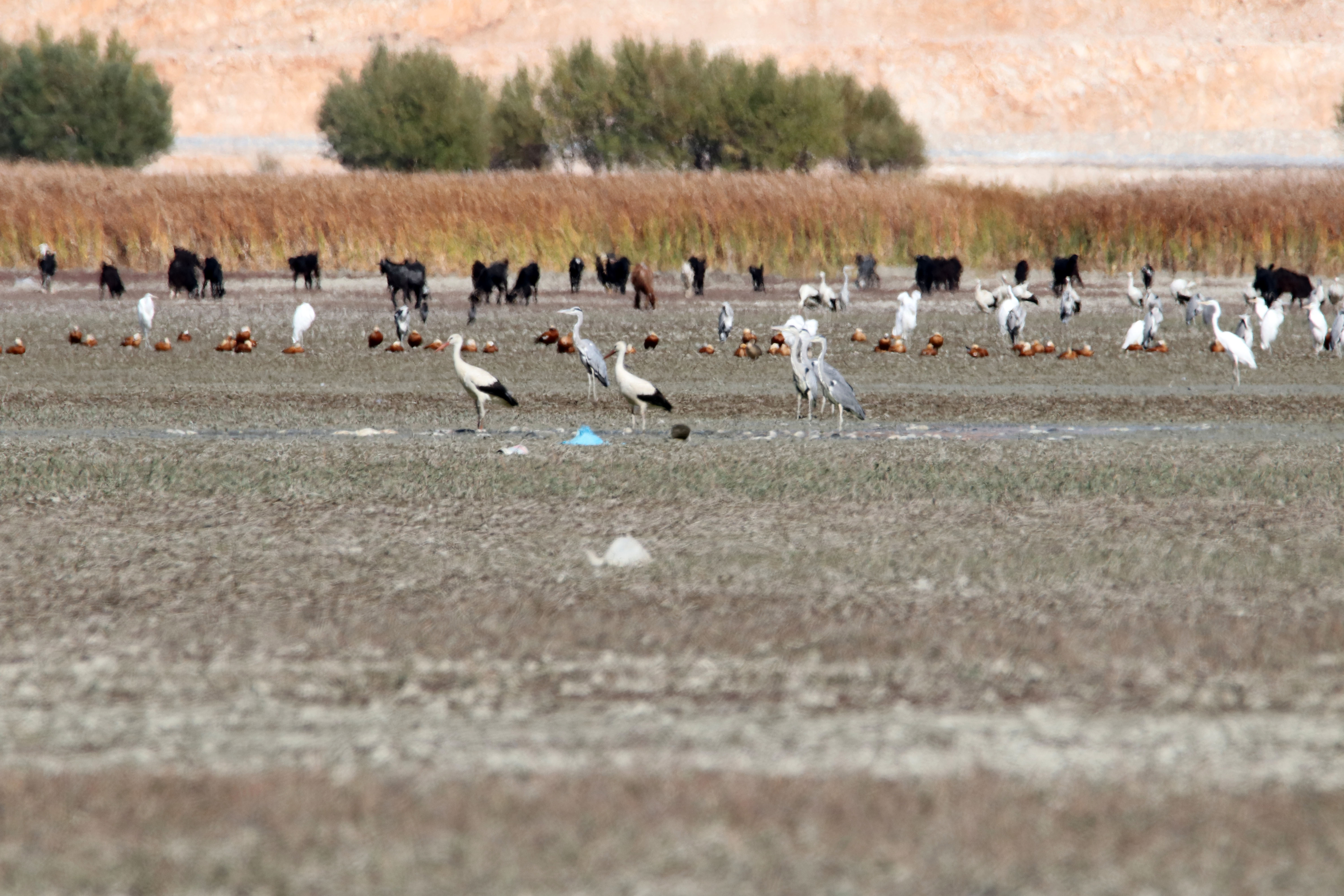 Tamamen kuruyan Avlan Gölü'nde 'su' sevinci! Tamamen kurumuş hayvanlar otluyordu… - Resim : 8