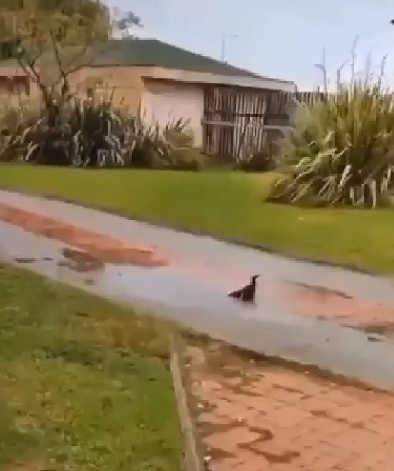 Yavru kediyi tekmeleyen Iraklı çocuk için 5 yıl hapis istemi - Resim : 1