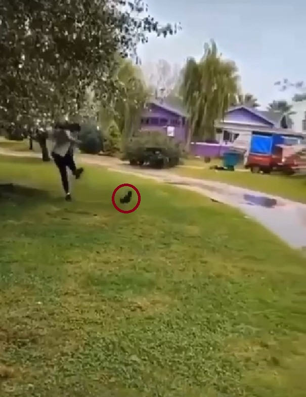 Yavru kediyi tekmeleyen Iraklı çocuk için 5 yıl hapis istemi - Resim : 5