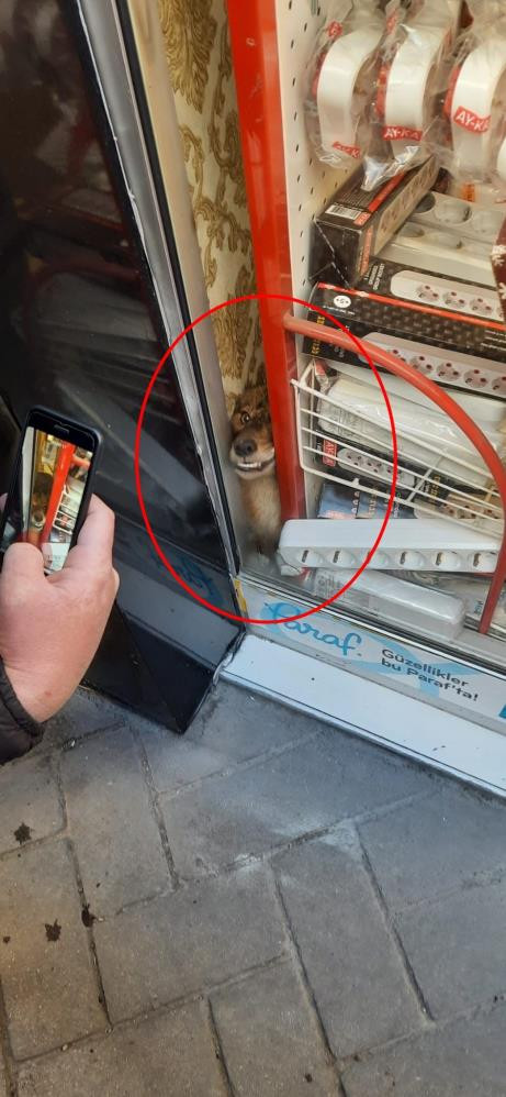 Aç tilki avizeciye girdi - Resim : 3