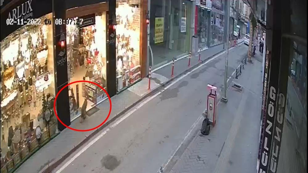 Aç tilki avizeciye girdi - Resim : 6