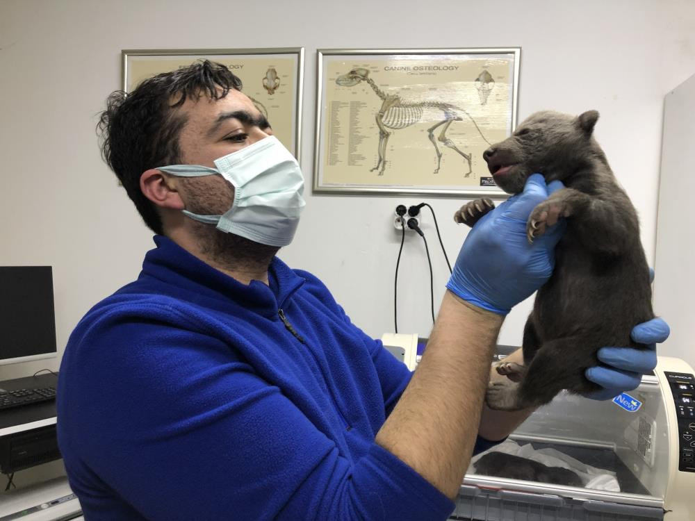 Yavru ayıların hayatını havlama kurtardı - Resim : 1