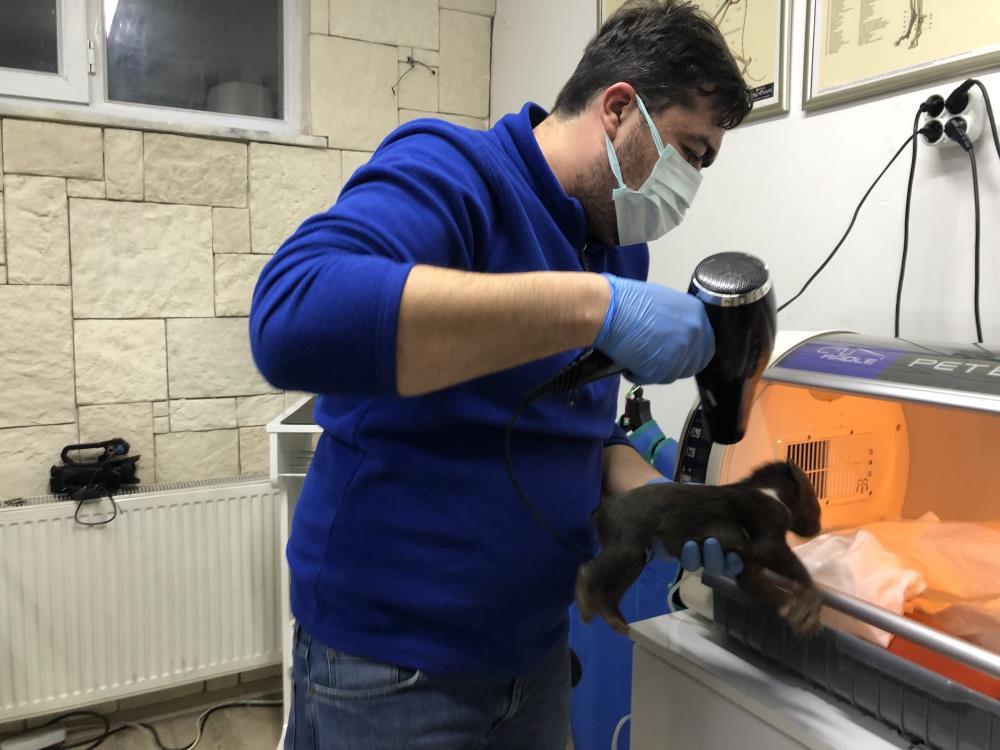 Yavru ayıların hayatını havlama kurtardı - Resim : 6