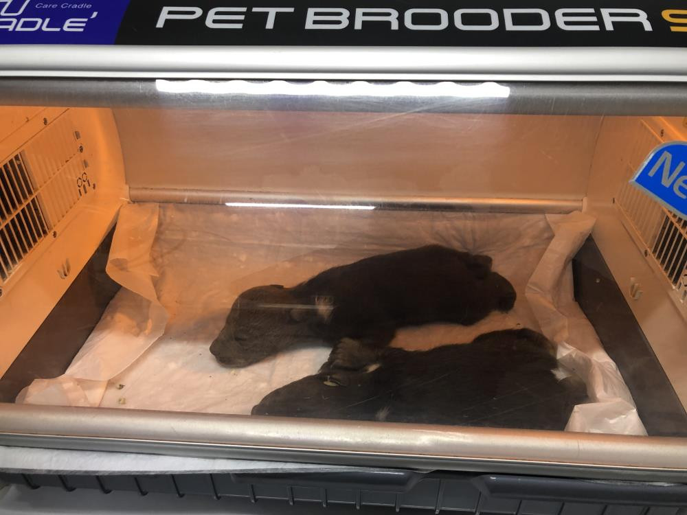 Yavru ayıların hayatını havlama kurtardı - Resim : 8