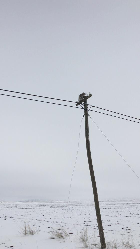 Direğe tırmanan vahşi vaşağı “gel pisi pisi” diye çağırdılar - Resim : 3