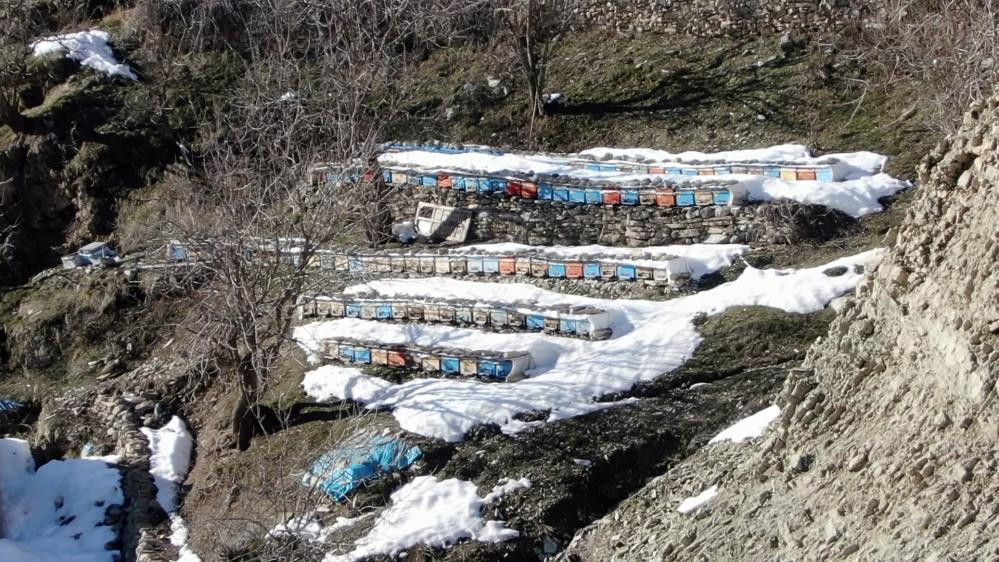 Arılar mevsimi şaşırdı vadiye akın etti - Resim : 4