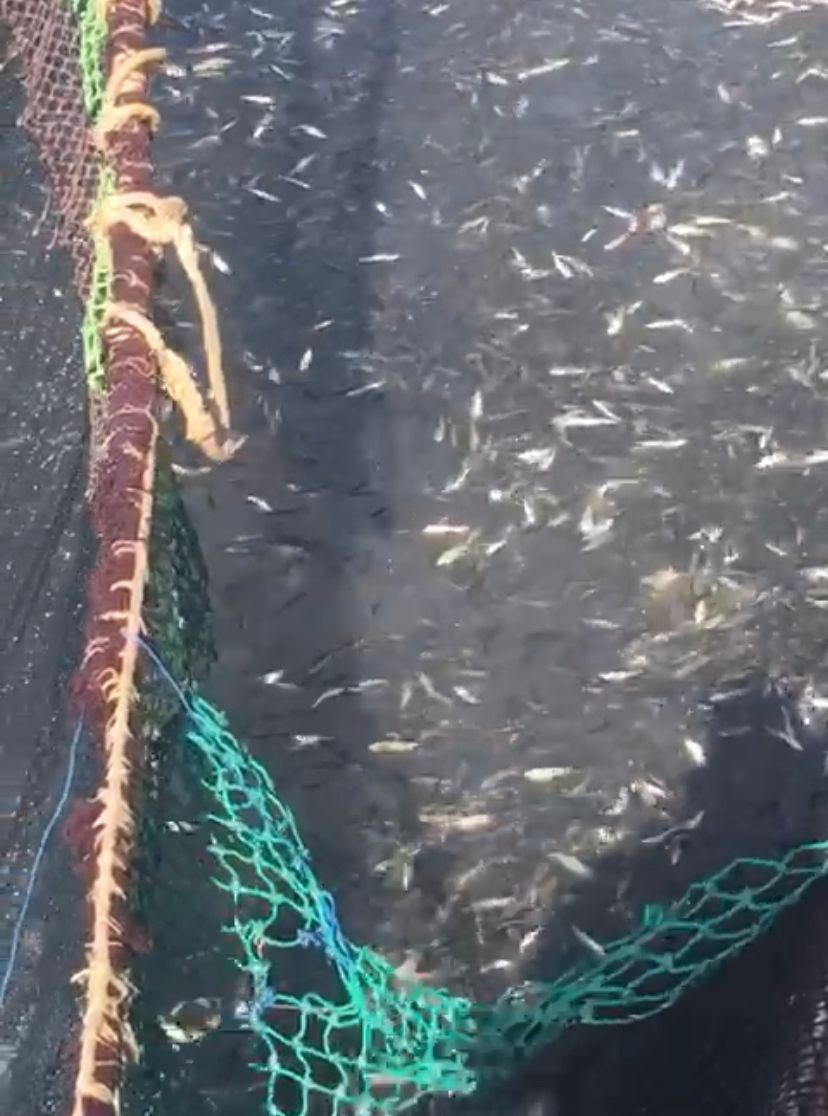 Denizden istavrit fışkırdı: Tam 500 kasa - Resim : 3