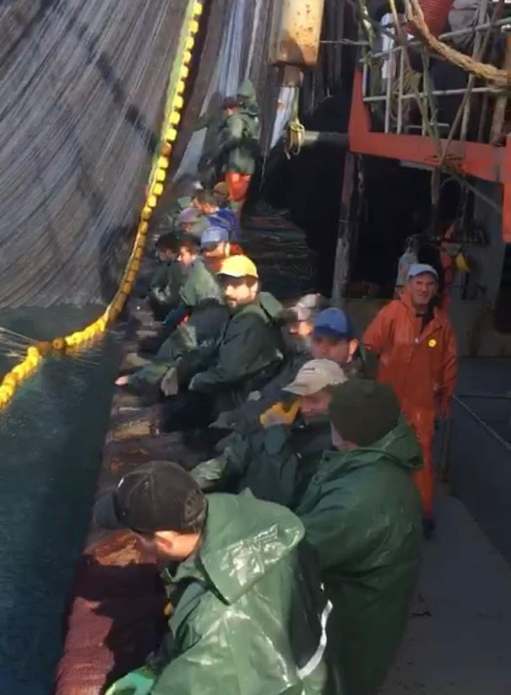 Hamsi gitti istavrit akını başladı - Resim : 3