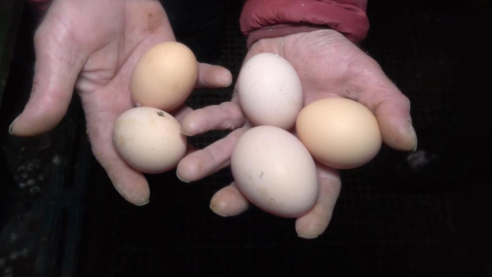 Hobi amaçlı başladı günde 1000 TL kazanıyor - Resim : 2