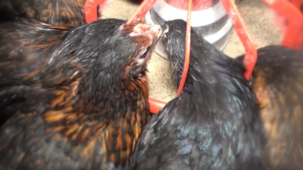 Hobi amaçlı başladı günde 1000 TL kazanıyor - Resim : 9