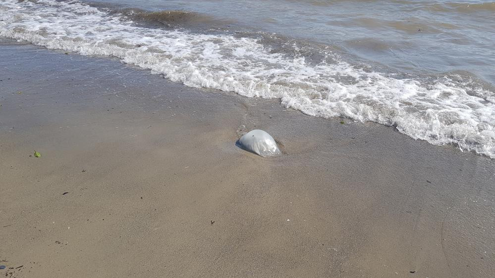 Alanya'da 5 kiloluk deniz anaları sahile vurdu - Resim : 2