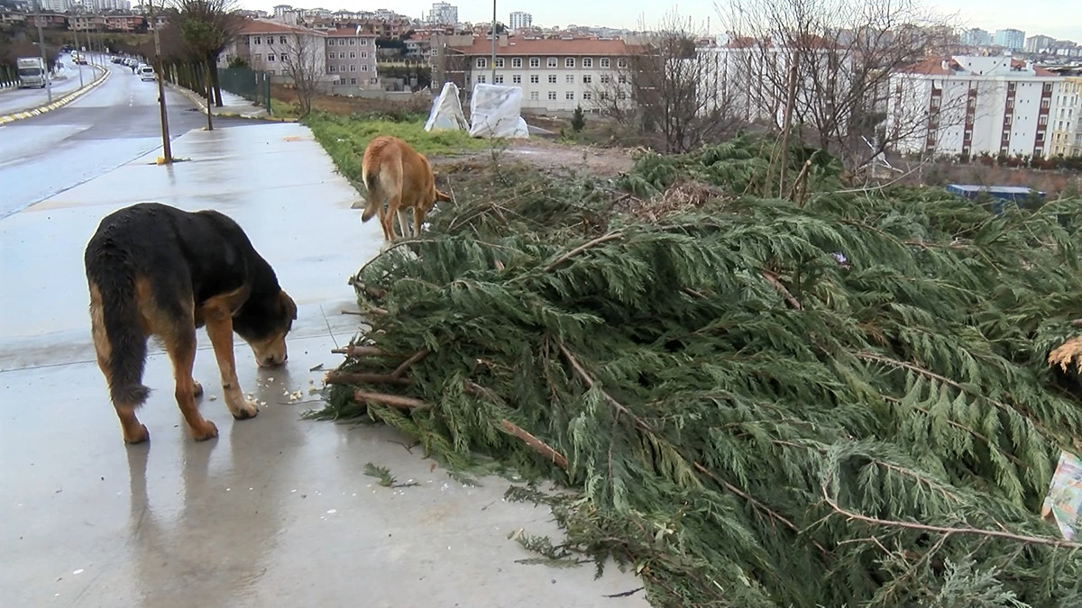 Pendik'te mama tartışması - Resim : 5