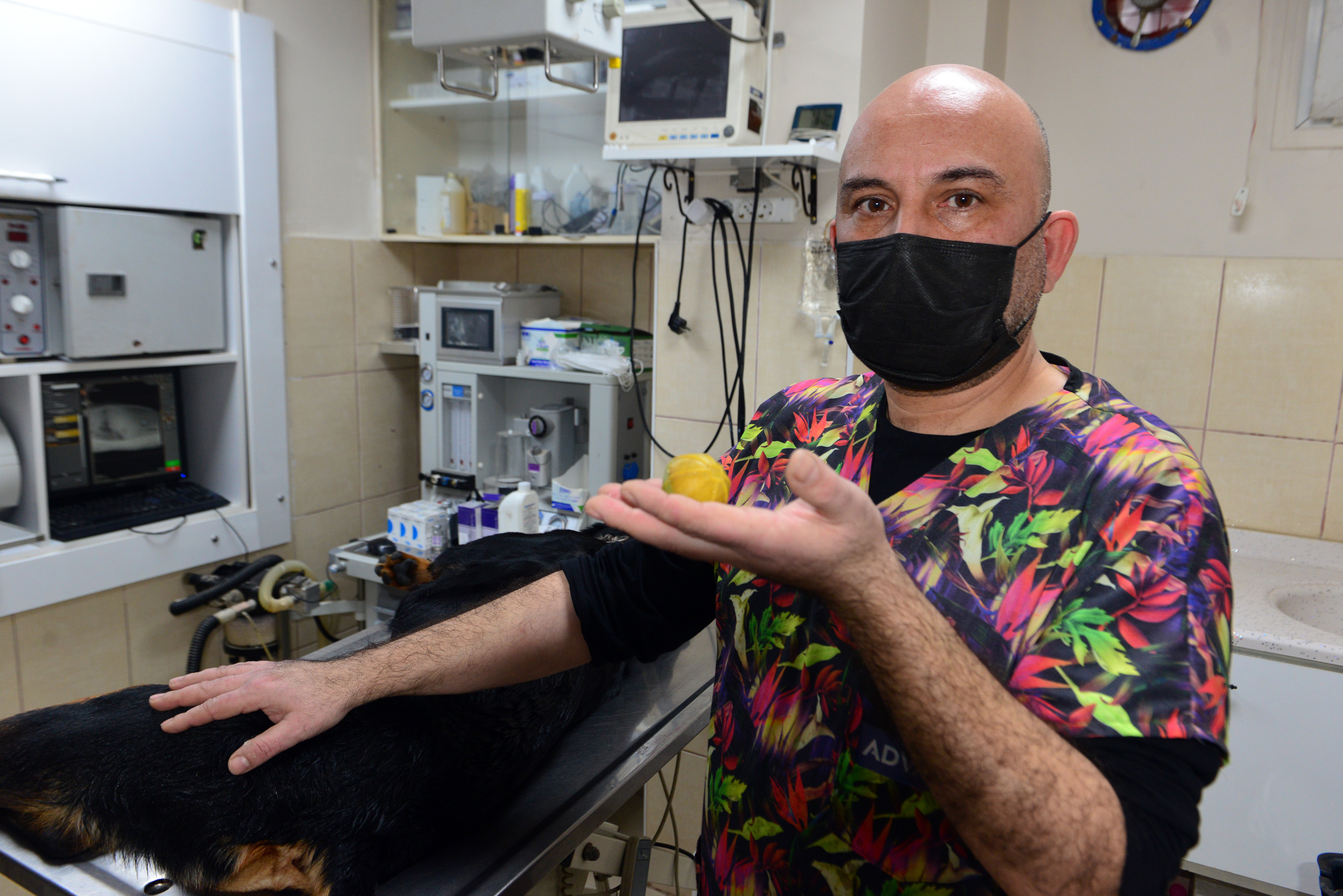 Veteriner uyardı: Evcil hayvanlarda cisim yutmak ölümlerine neden olabilir - Resim : 1