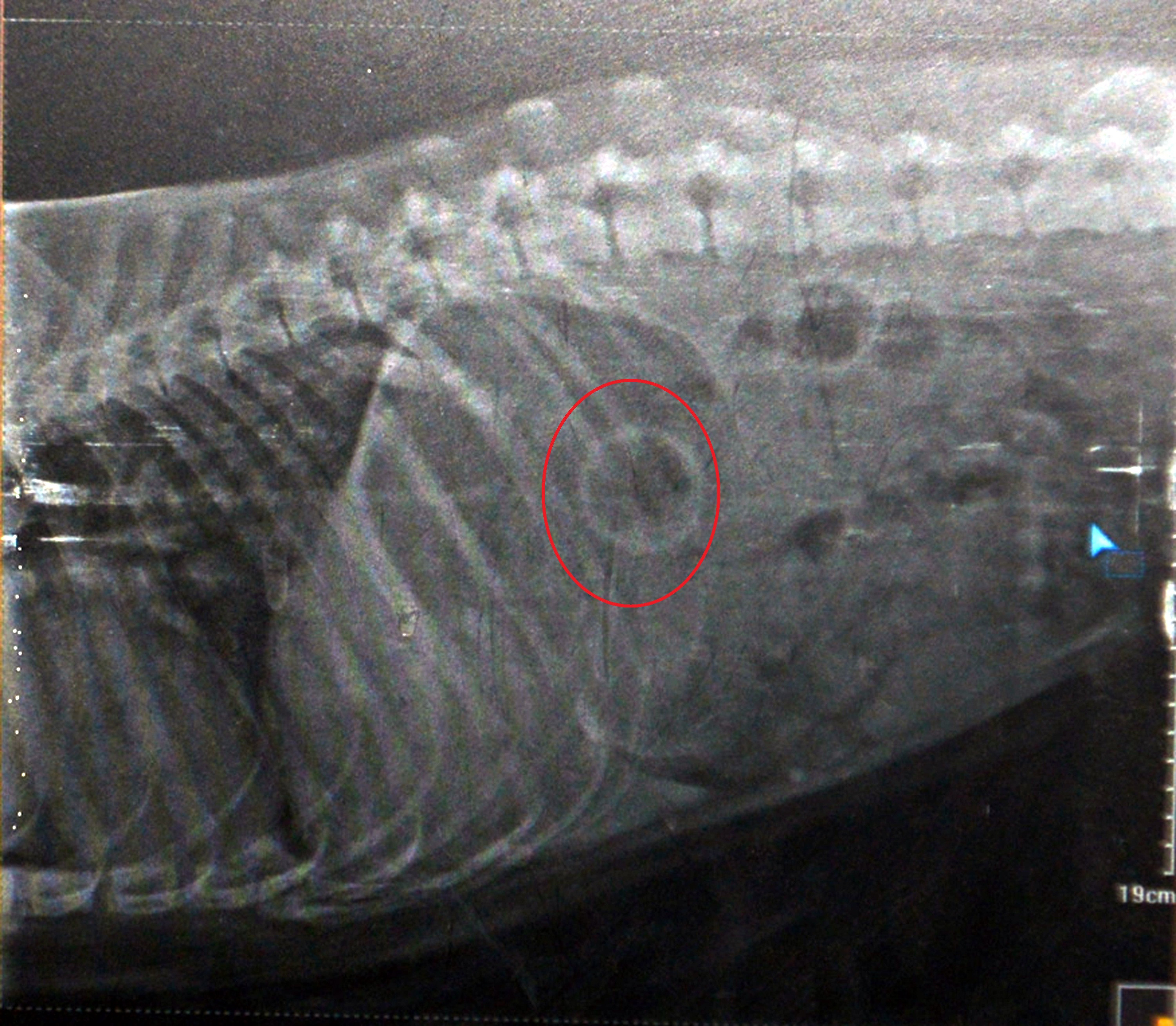 Veteriner uyardı: Evcil hayvanlarda cisim yutmak ölümlerine neden olabilir - Resim : 6