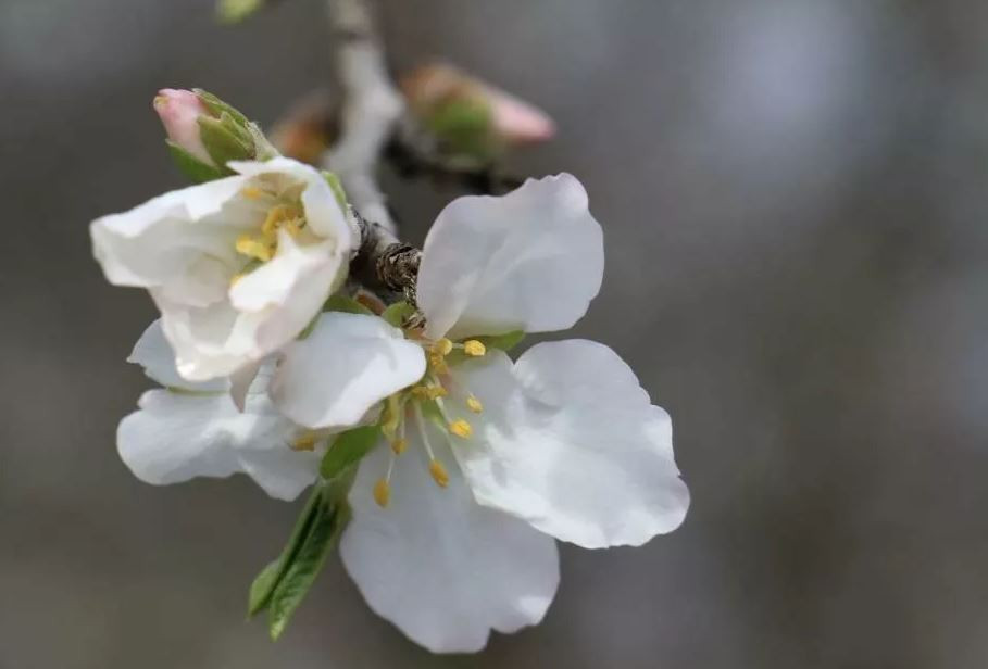Baharın müjdecisi cemre havaya düştü - Resim : 1