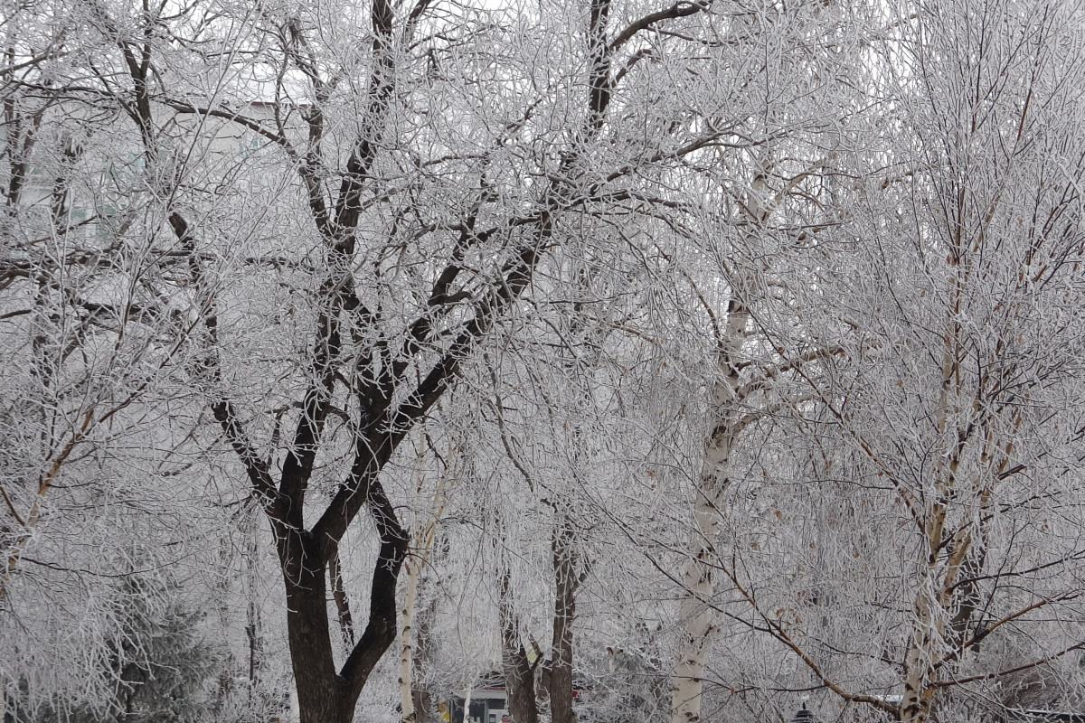 Göle'de dondurucu soğuk - Resim : 1