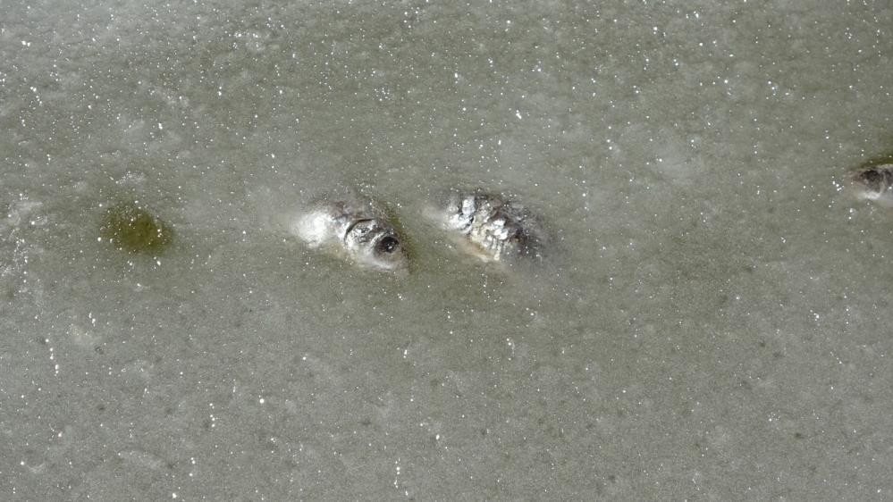 Bolu'da buzlar eridi acı manzara ortaya çıktı - Resim : 5