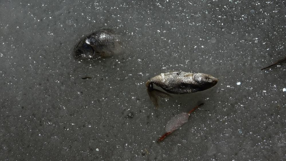 Bolu'da buzlar eridi acı manzara ortaya çıktı - Resim : 7