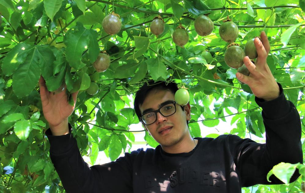 Bu meyve sakinleştiriyor mışıl mışıl uyutuyor - Resim : 1