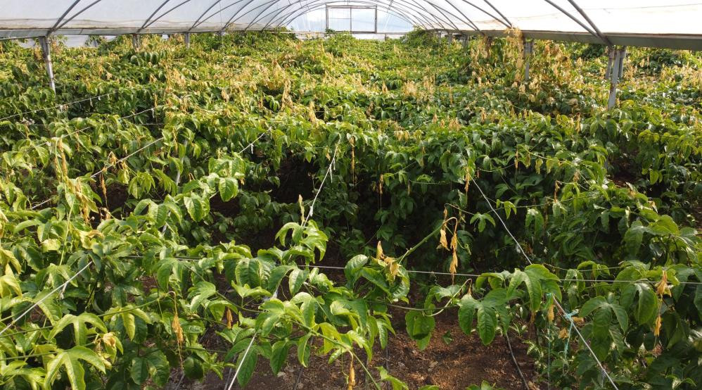 Bu meyve sakinleştiriyor mışıl mışıl uyutuyor - Resim : 2