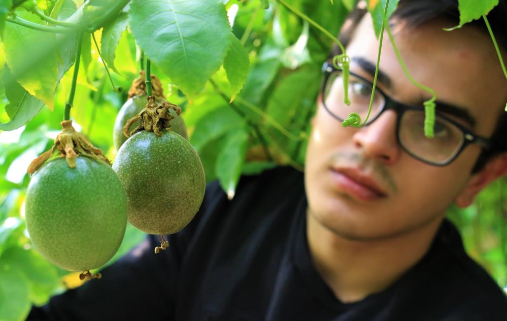 Bu meyve sakinleştiriyor mışıl mışıl uyutuyor - Resim : 3