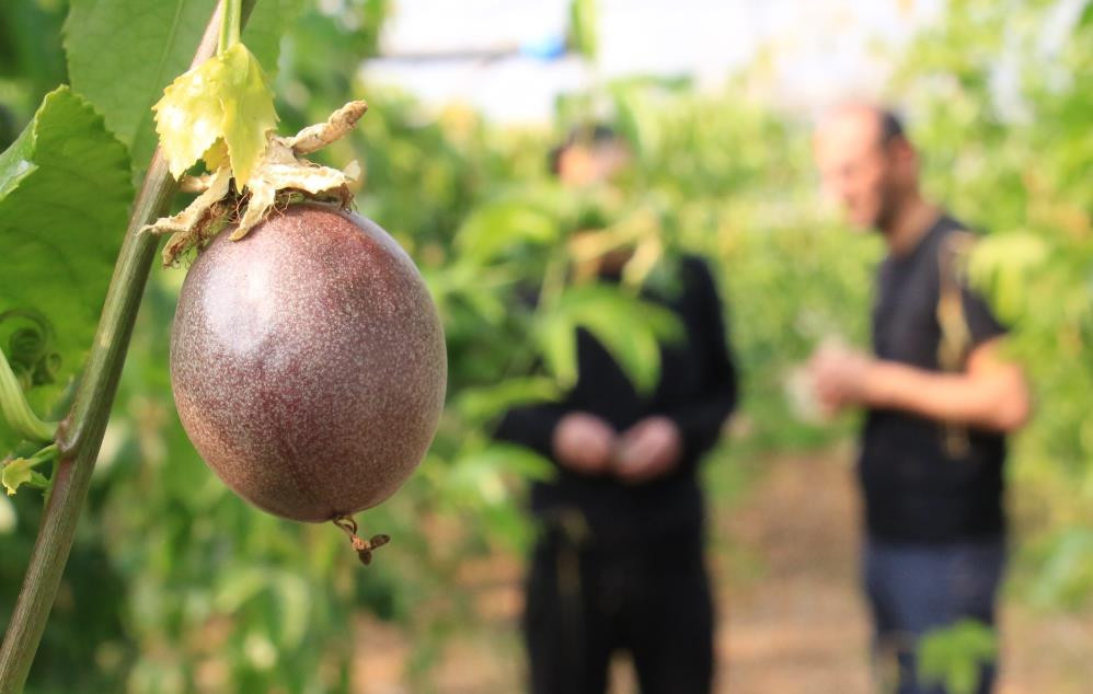 Bu meyve sakinleştiriyor mışıl mışıl uyutuyor - Resim : 4