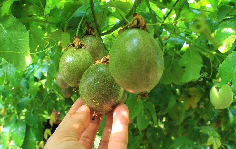 Bu meyve sakinleştiriyor mışıl mışıl uyutuyor - Resim : 6