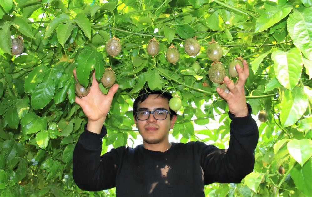 Bu meyve sakinleştiriyor mışıl mışıl uyutuyor - Resim : 7