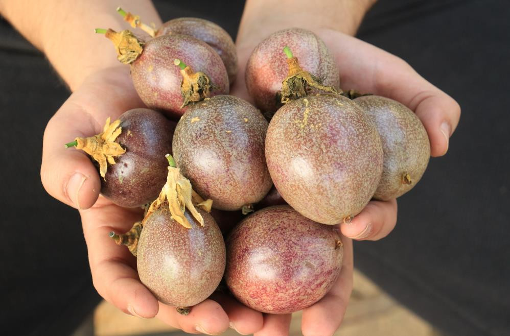 Bu meyve sakinleştiriyor mışıl mışıl uyutuyor - Resim : 8