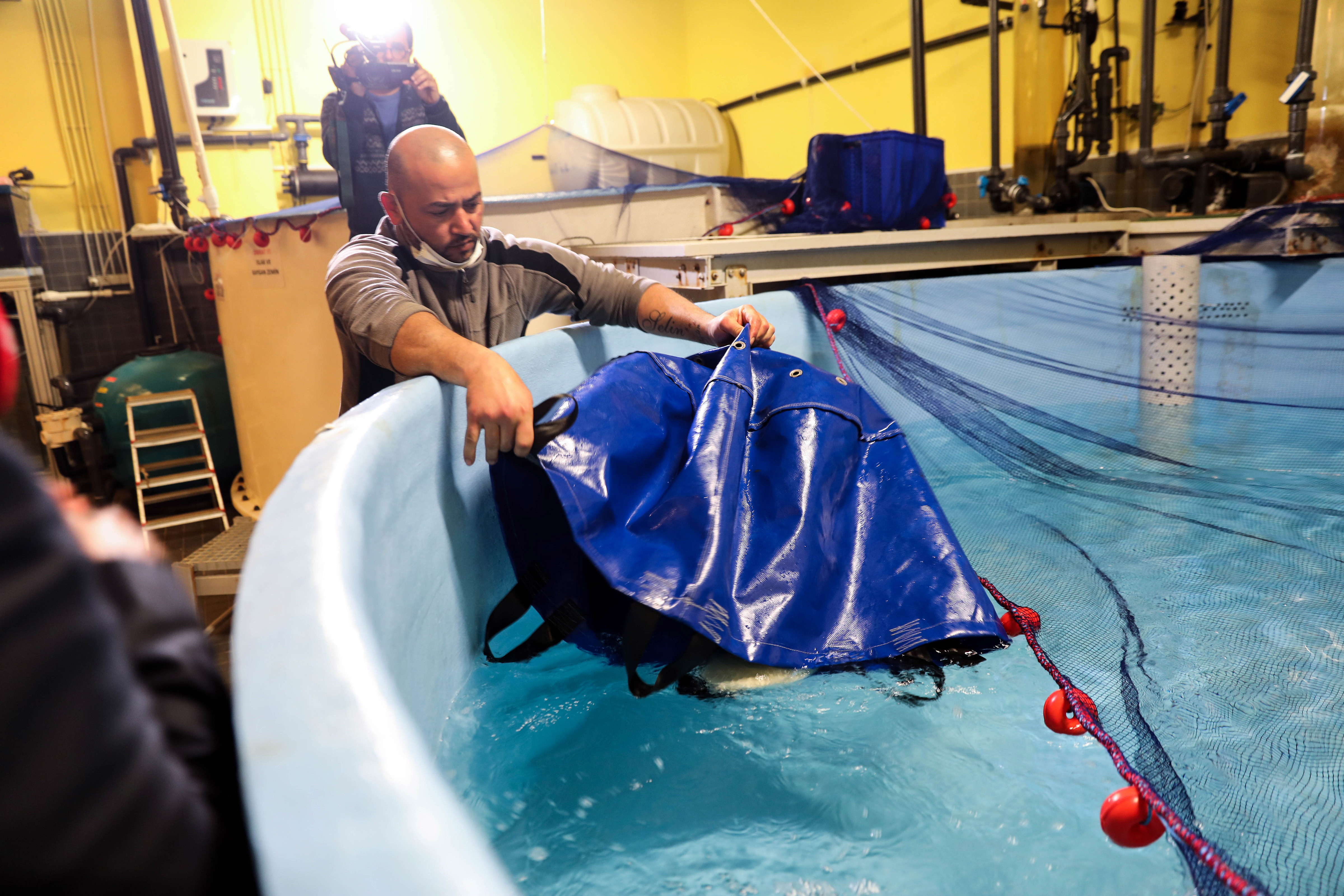 Diskotekteki köpek balığı ‘Summer’ yeni yaşam alanına nakledildi - Resim : 3