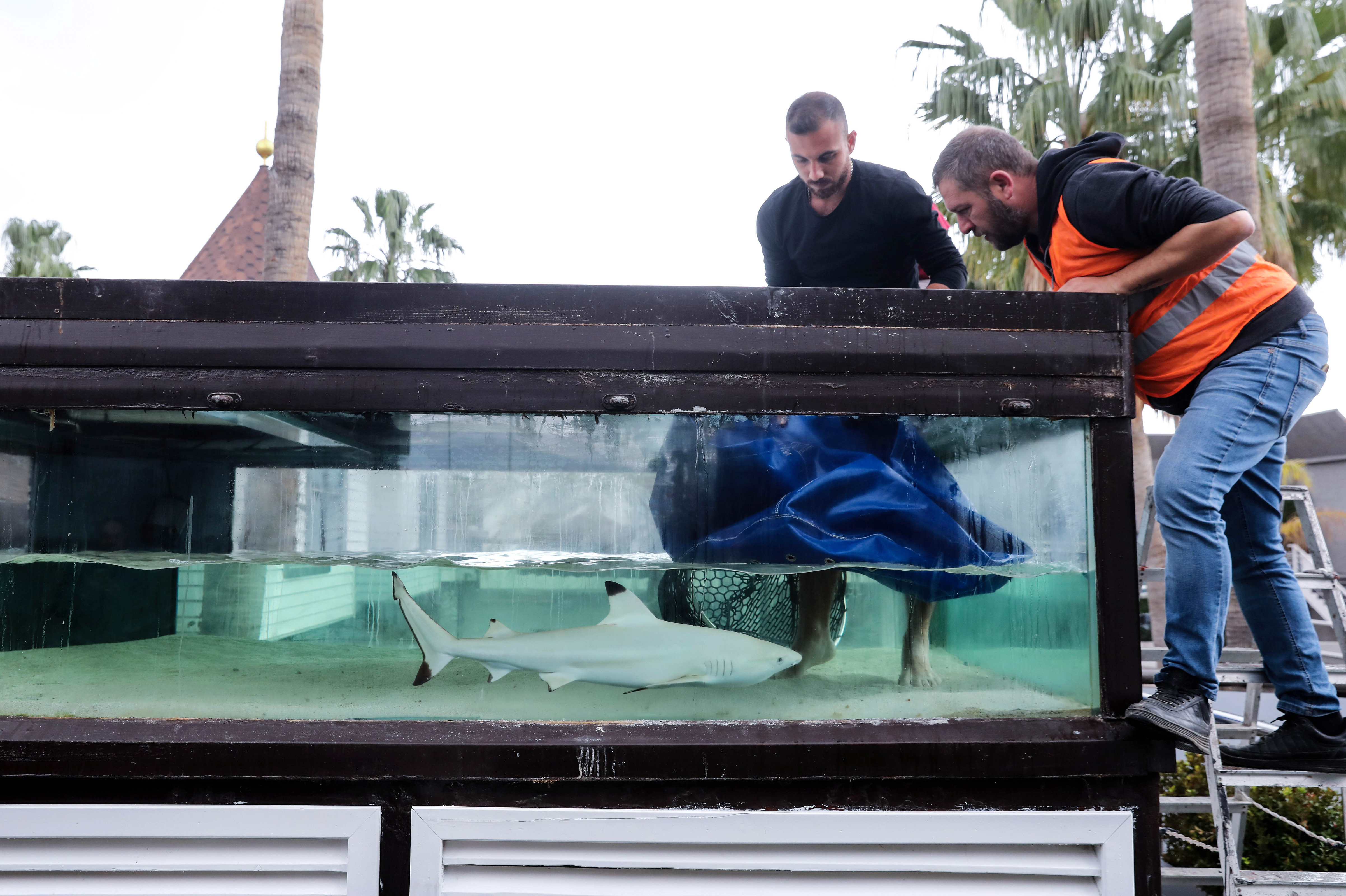 Diskotekteki köpek balığı ‘Summer’ yeni yaşam alanına nakledildi - Resim : 5