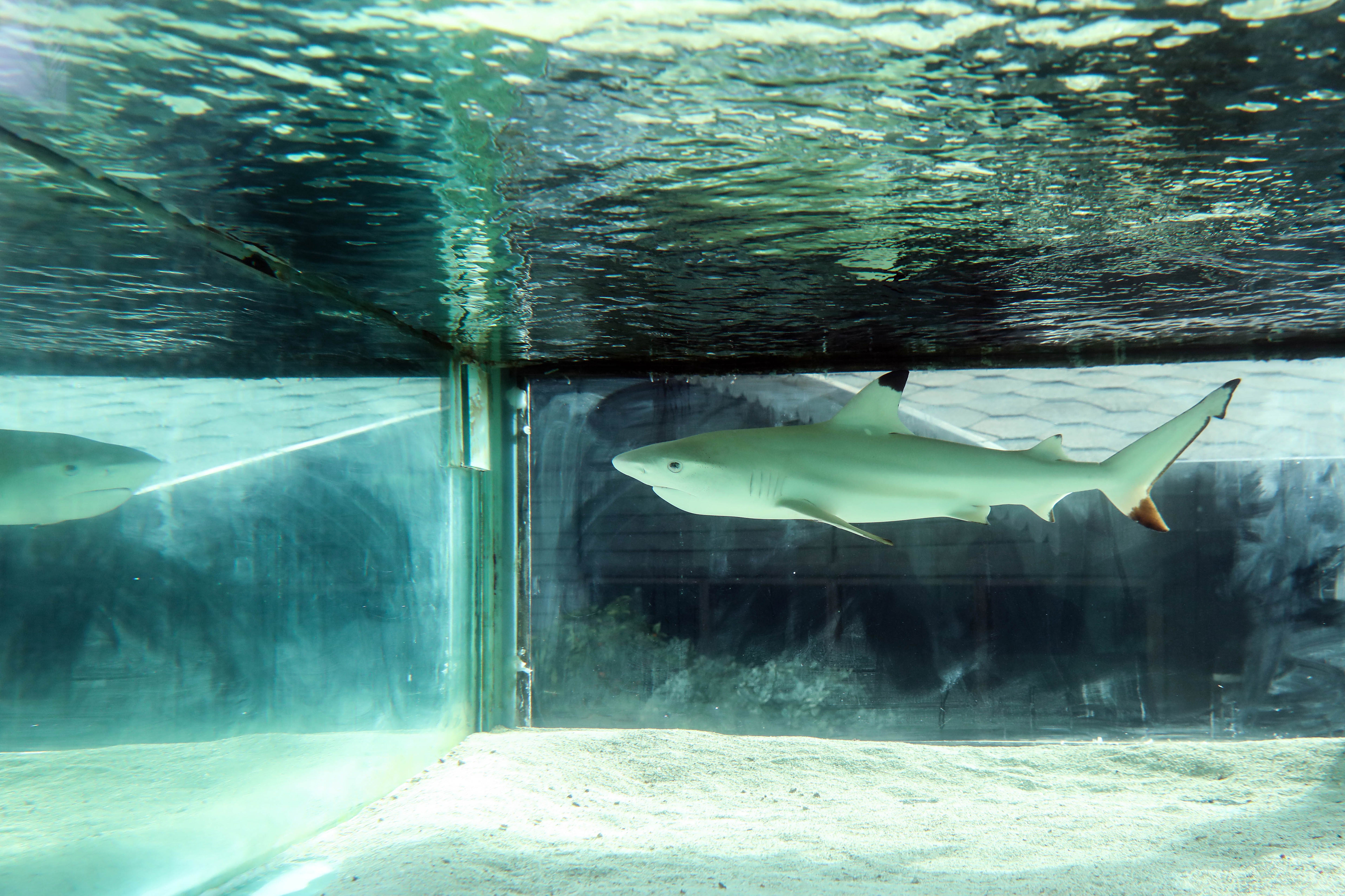 Diskotekteki köpek balığı ‘Summer’ yeni yaşam alanına nakledildi - Resim : 8