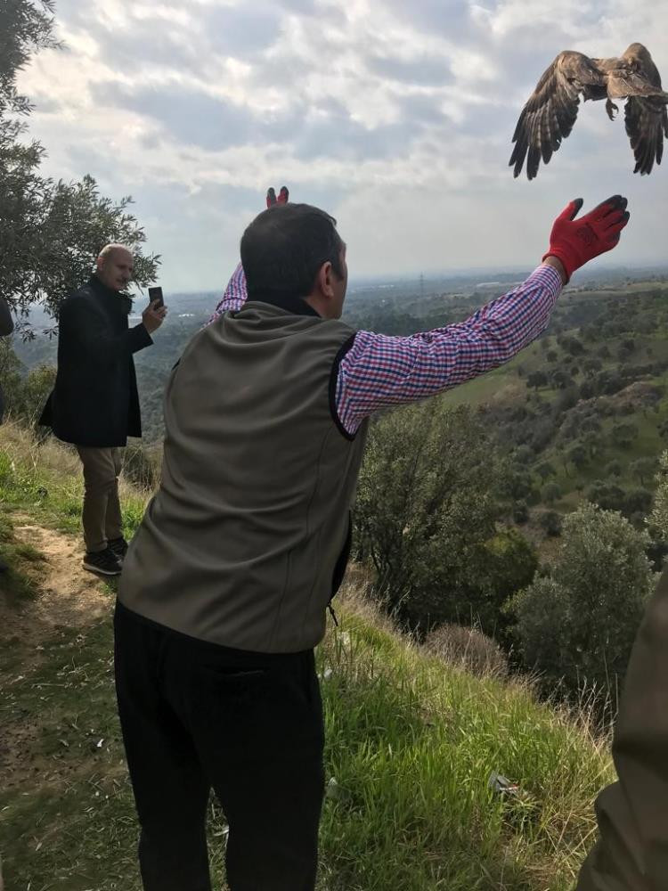 Hakkı Bulut hayranı şahin doğaya salındı - Resim : 3