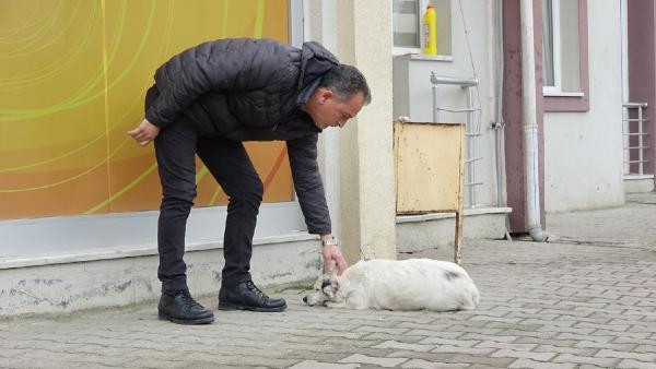 Yavrusu çalınan köpek yemeden içmeden kesildi - Resim : 1