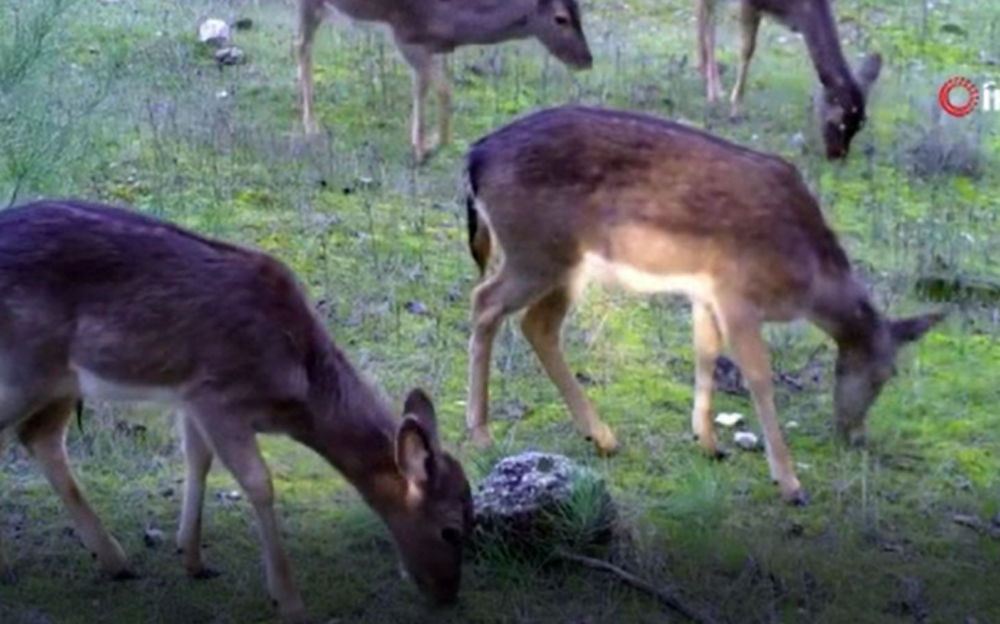 Yaban hayat foto-kapanda - Resim : 1