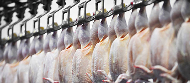 Beyaz et ihracatında artış - Resim : 3